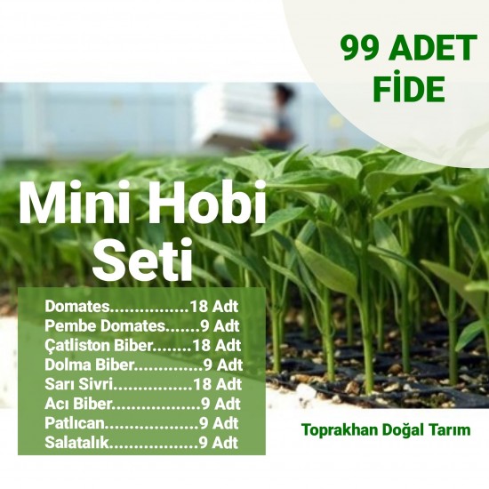20 VİYOL SEBZE FİDESİ SİPARİŞİ